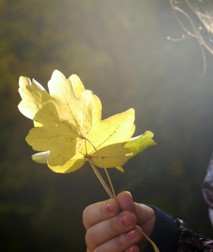 cropped-hand-woman-holding-yellow-leaves-autumn_1048944-19828211